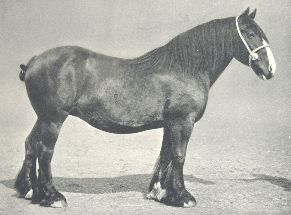CLYDESDALE MARE.